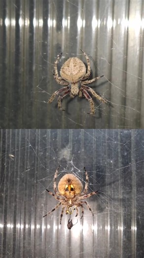 Nocturnal Spotted Orb-Weaver (Barn Spider) 🕸️Neoscona crucifera Hunting at night. #spider #nocturnal