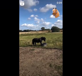Hilarious Shetland Pony Playing with a Larger Horse