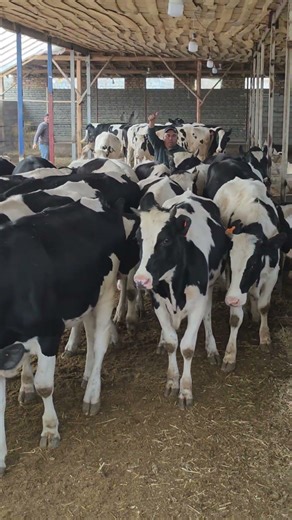 99 883 07 33 Toliq VIDEO ☝️☝️☝️☝️☝️