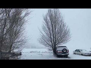 Forcing Thundercloud Plum Branches to Bloom