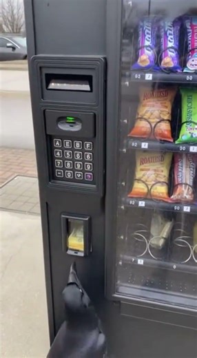 Crow Buys Its Own Snack