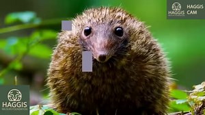 17K views · 250 reactions | Wild Scottish Haggis Animal Species Are Interconnected. #haggisanimal #WildHaggis #wildlife #scotland #naturelovers | Haggis Wildlife Foundation | Facebook