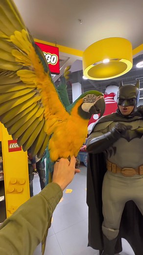 Zazu Meets Batman: A Batbird Encounter