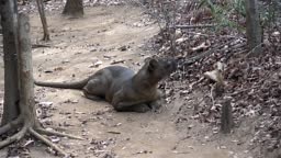 The detail of fossa Cryptoprocta ferox. Unique endemic species....