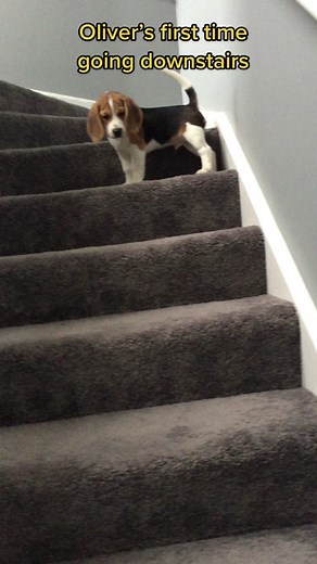 10 week old beagle puppy makes cutest whines going down steps 😂😂 #beagle #beaglepuppy #dogsoftiktok #oliverpbeagle