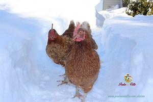 Nos amies les poules, résistantes au froid! - Poules en Ville