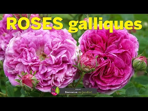 GALLIQUE ROSES: ROSES OF PROVINS OR ROSES OF FRANCE, OLD VARIETIES WITH AN ENCHANTING FRAGRANCE