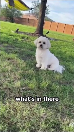 Gus and the Bunny Adventure! 🐶🐇