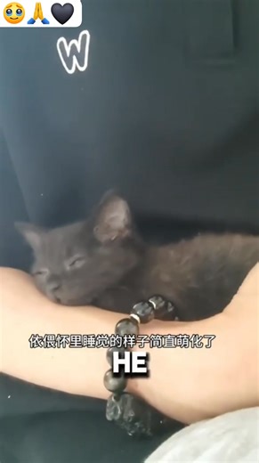 Who says black cats bring bad luck? This one brought nothing but love and peace. 🖤 do you believe that black cats have bad luck? 🐾💭 • • • — 🎬✨ For info only | Credits to owners #blackcat #cat #cats #usa #usareels #fblifestyle #adopt #catlovers #lucky | drip shot.