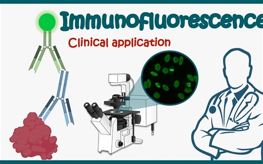 【免疫荧光】Immunofluorescence | Direct and Indirect Immunofluorescence