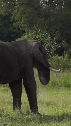 Elephants Don’t Drink Through Their Noses?