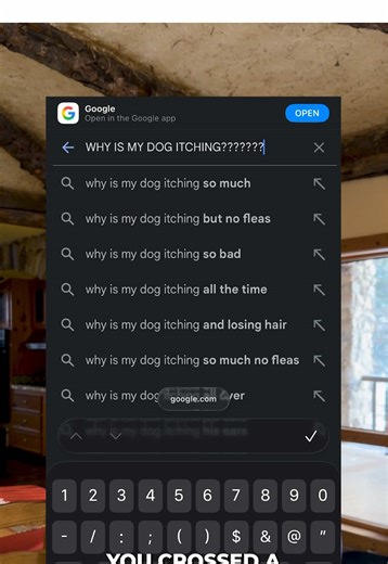 How to Help Your Itchy Dog with Food Choices