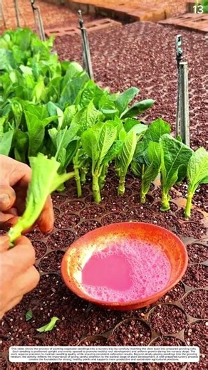 Vegetable Cultivation: How the Seeding Process Builds Healthy Future Crops