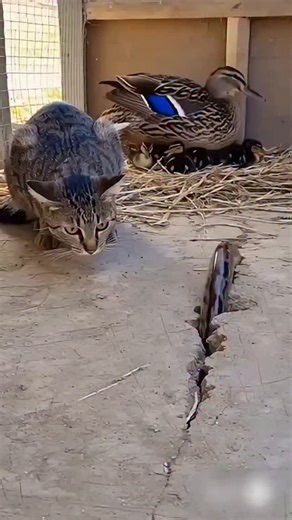 ANIMALS FERVER on Instagram: "The story of India’s most iconic tiger, the legend of Ranthambore. Name: Machli (T-16) Born: 1996 — Ranthambore National Park, India Died: 2016 — Aged 19 Machli was not just a tiger. She was the face of Indian wildlife conservation. Queen of Ranthambore, known for her fearless fights and unmatched strength. She raised generations of cubs, saved her territory, and brought the tiger back into the hearts of millions. Even in old age, she walked with pride — a true symb