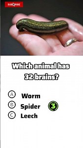 32 Brains 😱😲💥🧠?#shortsfeed#ytshorts #shortvideo#quiz #quiztime #generalknowledge#animals