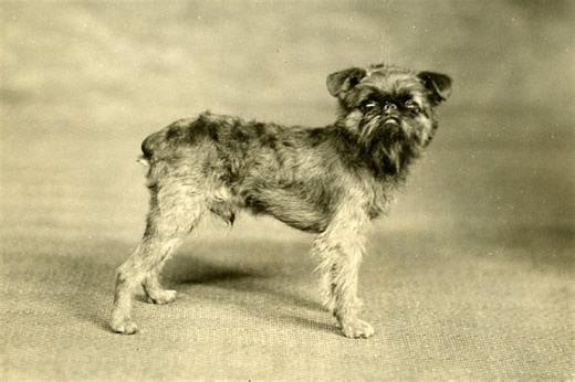 Brussels Griffon History: From Scruffy Ratter to Beloved House Pet