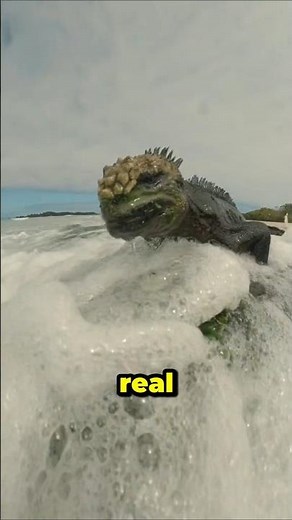 This Real-Life “Godzilla” Survives the Ocean in the Craziest Way!😱