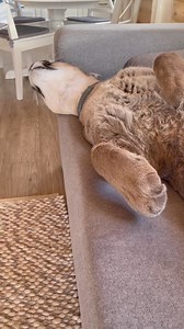 5.9K views · 342 reactions | Messi is puma lazy  #puma #pumamessi | Team RRQ Unofficial | Facebook