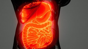 detailed human digestive system anatomy