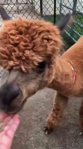 Majestic Meadows, Medina, Ohio