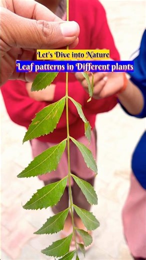 👨‍🏫Leaf patterns in different plants