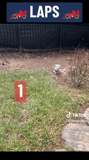Dachshund Racing: Bee Tinkles Zooms with Tigger