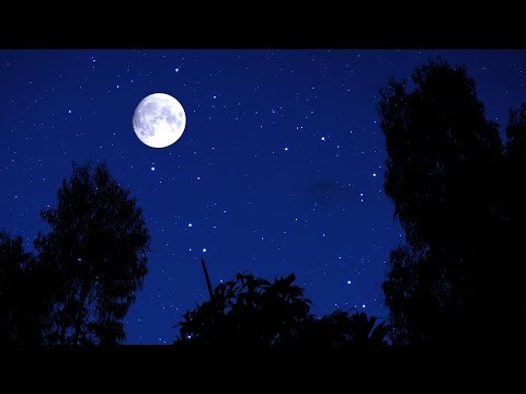 Night Ambient Sounds | Crickets, Insect and Frog | Nature Sounds for Relaxation & Sleep | 10 Hours