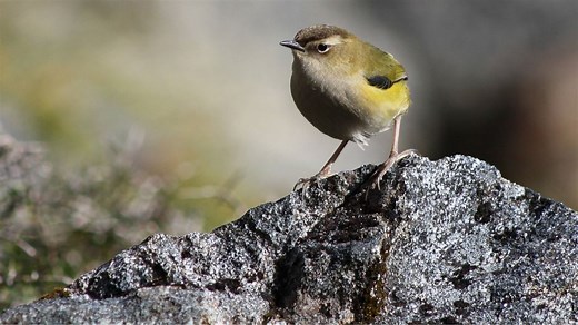 Rock wren/tuke