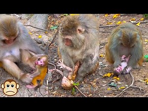 What is the evil stepmother doing to the baby monkey? The baby monkey begs the mother to spare him