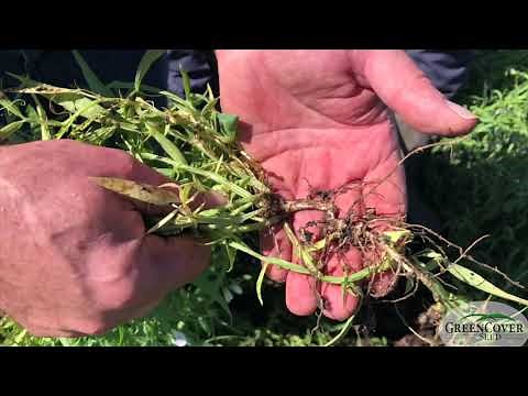 Chickling Vetch AC Greenfix - Test Plots 2019