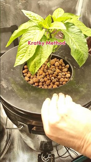 Marshydro TSL2000 Grow Tent Kits. #shorts #indoorplants #marshydro