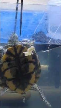 Red-Eared Slider Feeding Tips 🐢 | Correct Diet எப்படி?