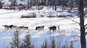 21K views · 850 reactions | Here is the second short video compiling footage from Jenny's morning with the wolves in December. This one shows some more individual interaction, including a pup reuniting with the pack, and pups playing. What's your favorite thing about this video? . . . . . #yellowstonepledge #yellowstoneforever #yellowstonenationalpark #yellowstonelife #yellowstone #yellowstonecountry #experienceyellowstone #ynp #ayellowstonelife | A Yellowstone Life | Facebook