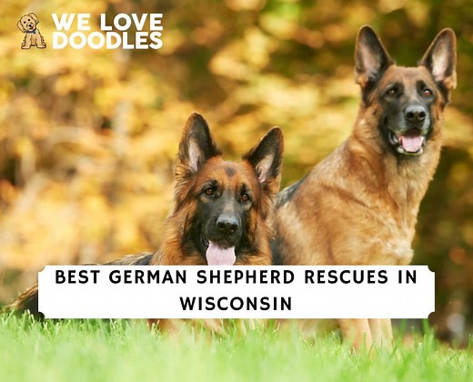 4 Best German Shepherd Rescues in Wisconsin! - We Love Doodles
