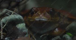 This video provides a close-up view of a toad sitting on the mossy ground. The toad is brown and warty, with large, black eyes. It is sitting very still, and it appears to be watching the camera. The