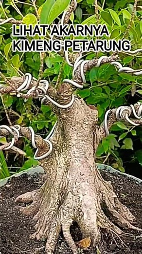 KIMENG CALON PETARUNG, CEK AKARNYA@mahkotabonsai#shorts#kimeng#bonsai