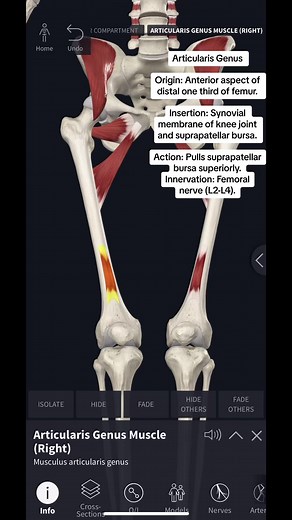 Articularis Genus Muscle #physicaltherapy #anatomy #completeanatomy #PT #neuroscience #muscle #femur #muscle #knee #biomechanics #completeanatomyapp