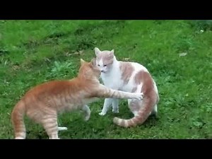 Cats Fighting Compilation