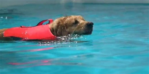 You can now take your dog for a swim at Huntsville’s Dog Splash