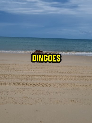 Understanding Dingo Behavior and Recent Incidents on Fraser Island