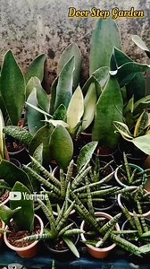Massive Root Bound of Moon Shine Sansevieria ❤️ | Door Step Garden