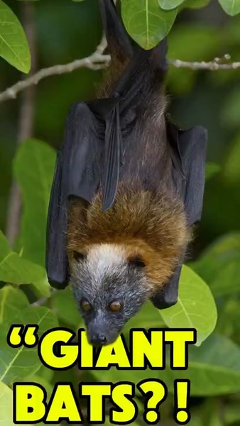 "These Giant Bats Will Shock You! 😱” #facts