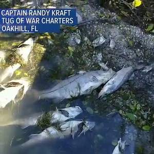 COLD WEATHER AFFECTING ANIMALS | Much of the local wildlife is struggling with our recent cold snap. These snook are among some of the affected marine animals. How the cold affects our animals >> http://bit.ly/2Bd6YII | Tampa Bay 28 - WFTS