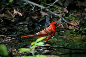 RedBird Capital Partners: Company Info & Holdings Overview