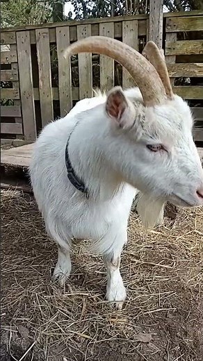 Cutest Pygmy Goats Ever 😍 Honey & Milly Enjoying Cuddles!