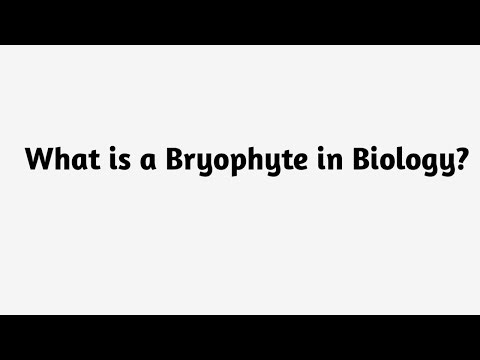 What is a Bryophyte in Biology ?
