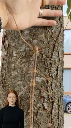 Nature’s Phantom: The Walking Stick Insect You Never Saw 👀