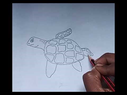 Make Tortoise Structure # biology Diagram #youtube video 