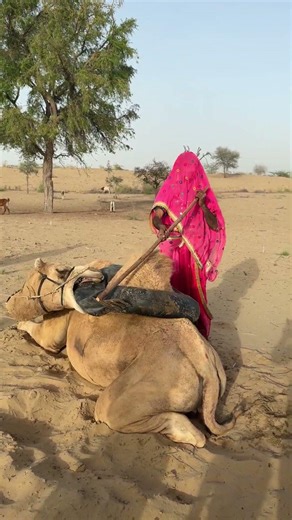 مشهد الجمل وهو يخلع عباءته ذات القبعة السوداء.
