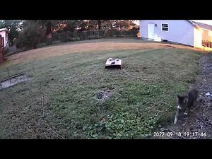 A cat finding the rabbit nest and killing the babies. 9/18/2022